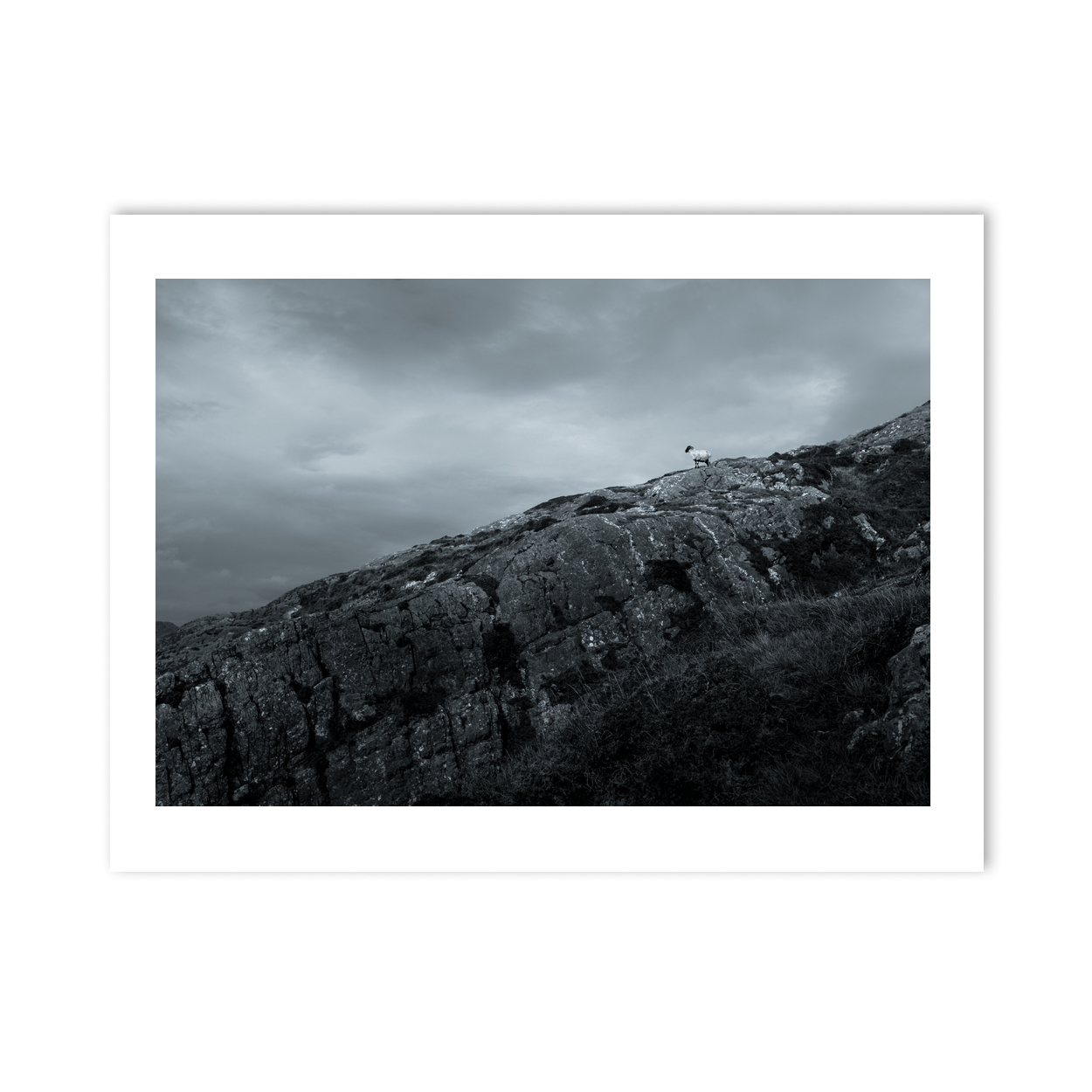 Nua Photography Print Lone Sheep on Rocky Hillside, South Cork Lone Sheep on Rocky Cork Hillside Print | Nua Photography