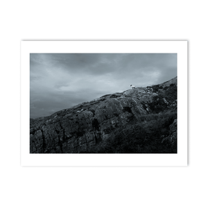 Nua Photography Print Lone Sheep on Rocky Hillside, South Cork Lone Sheep on Rocky Cork Hillside Print | Nua Photography