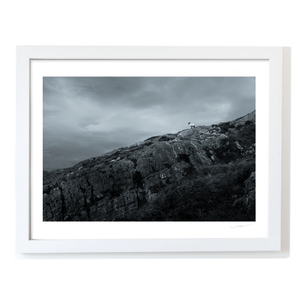 Nua Photography Print Lone Sheep on Rocky Hillside, South Cork Lone Sheep on Rocky Cork Hillside Print | Nua Photography