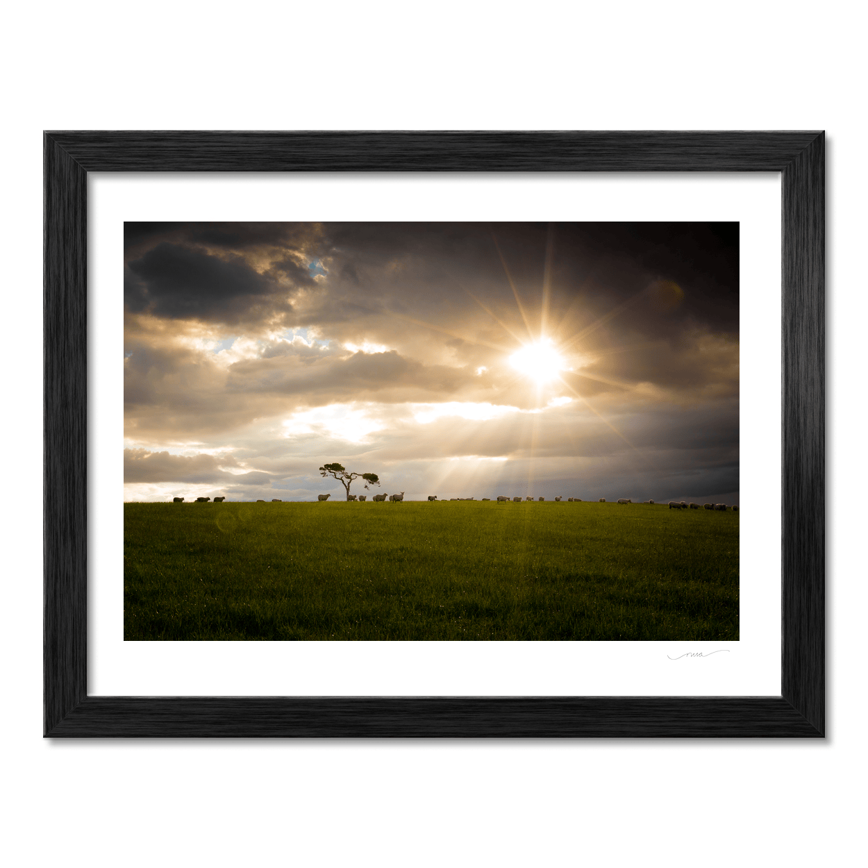 lone-tree-sheep-grazing-dramatic-sunset PM