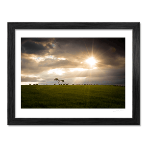 lone-tree-sheep-grazing-dramatic-sunset BF