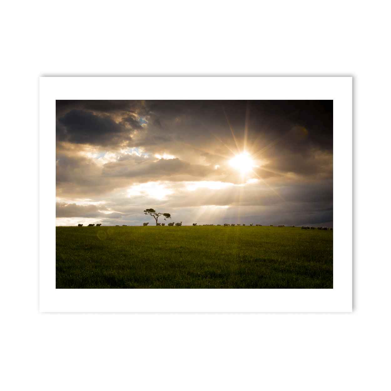 lone-tree-sheep-grazing-dramatic-sunset PM