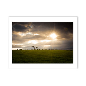 lone-tree-sheep-grazing-dramatic-sunset PM