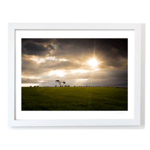 lone-tree-sheep-grazing-dramatic-sunset WF