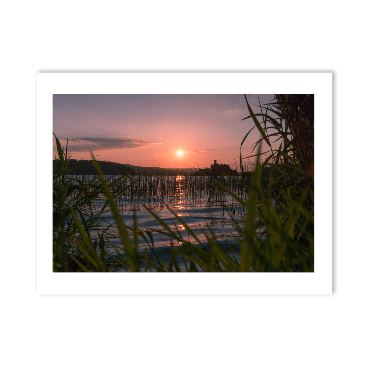 lough-key-castle-island-sunset-reeds-2 PM