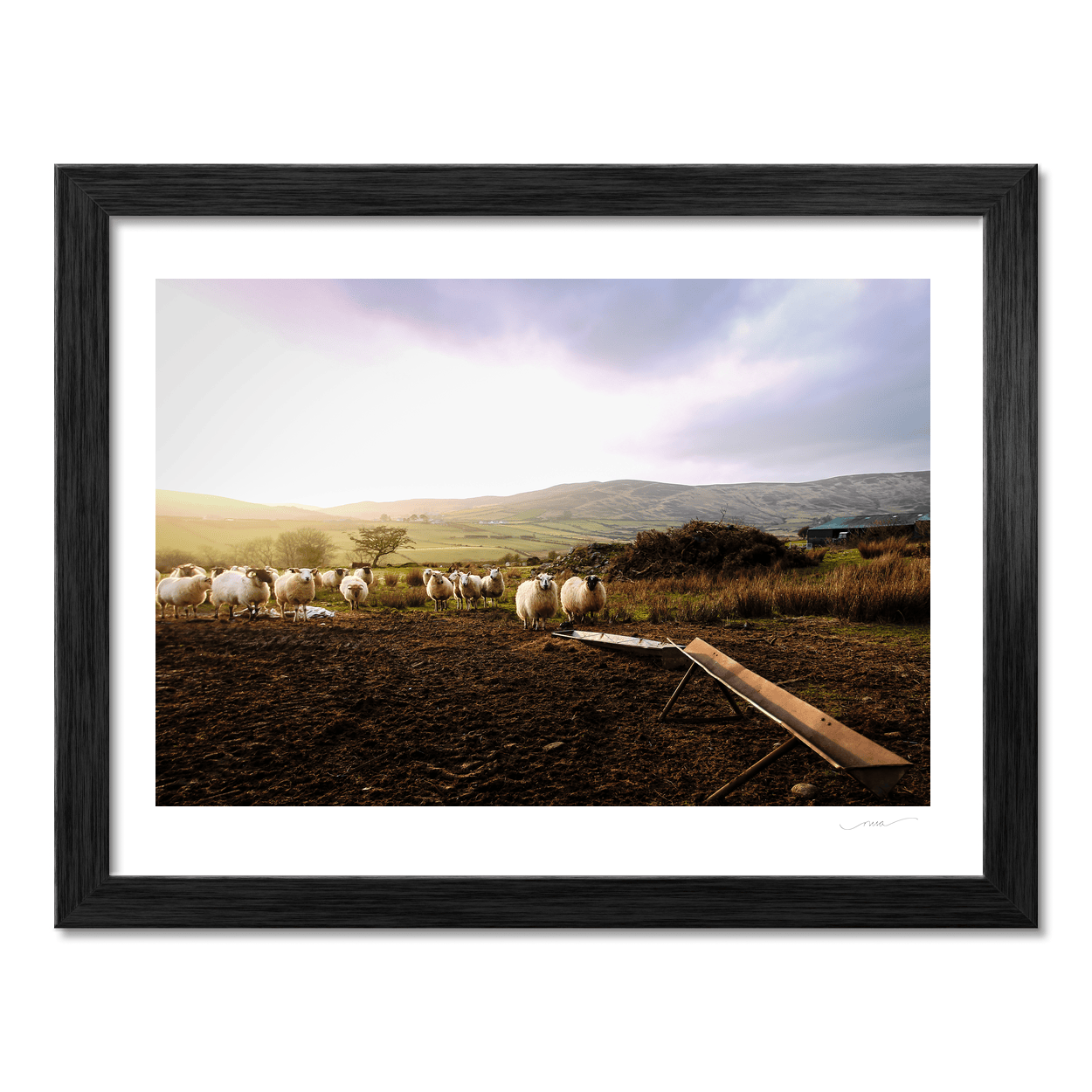 louth-sheep-flock-golden-hour-hills PM