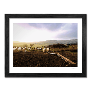 louth-sheep-flock-golden-hour-hills BF
