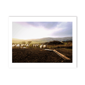 louth-sheep-flock-golden-hour-hills PM