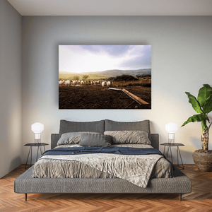 louth-sheep-flock-golden-hour-hills Pano
