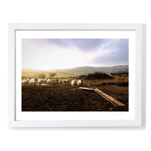 louth-sheep-flock-golden-hour-hills WF
