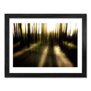 Misty Woodland Sunlight Abstract, Co. Down fine art photography print by Nua Photography