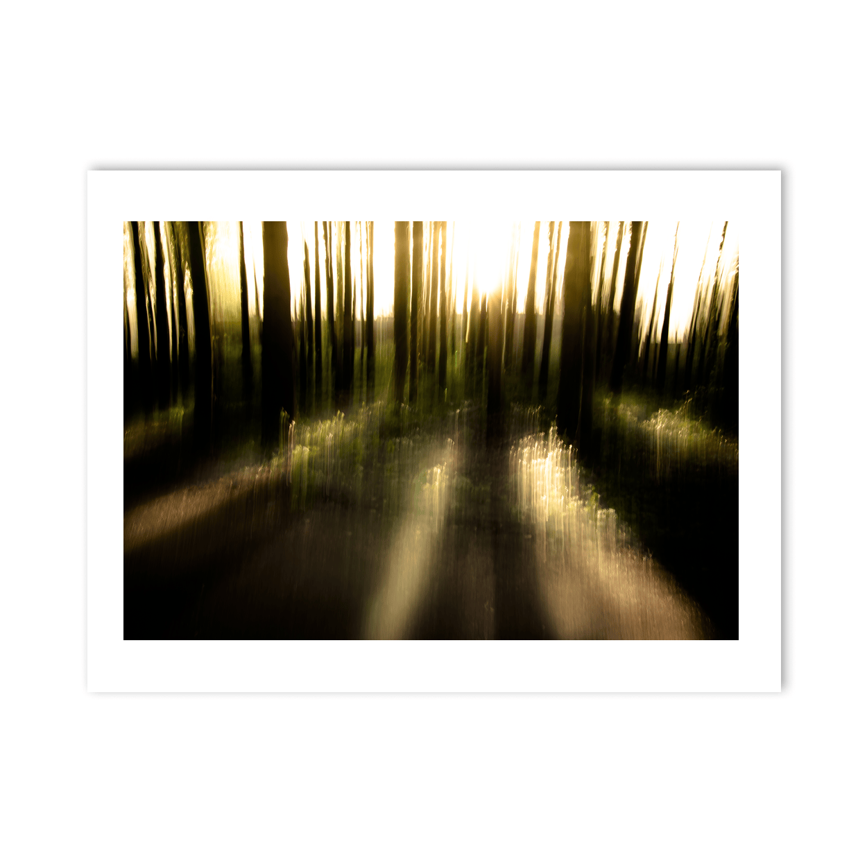 Nua Photography Print Misty Woodland Sunlight Abstract, Co. Down Misty Woodland Sunlight Abstract Co. Down Print | Nua Photography