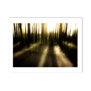 Misty Woodland Sunlight Abstract, Co. Down fine art photography print by Nua Photography