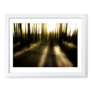 Misty Woodland Sunlight Abstract, Co. Down fine art photography print by Nua Photography