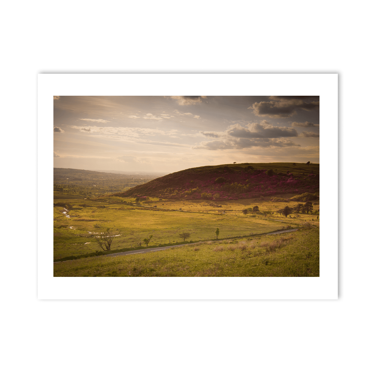 mourne-mountains-heather-golden-hour-valley PM