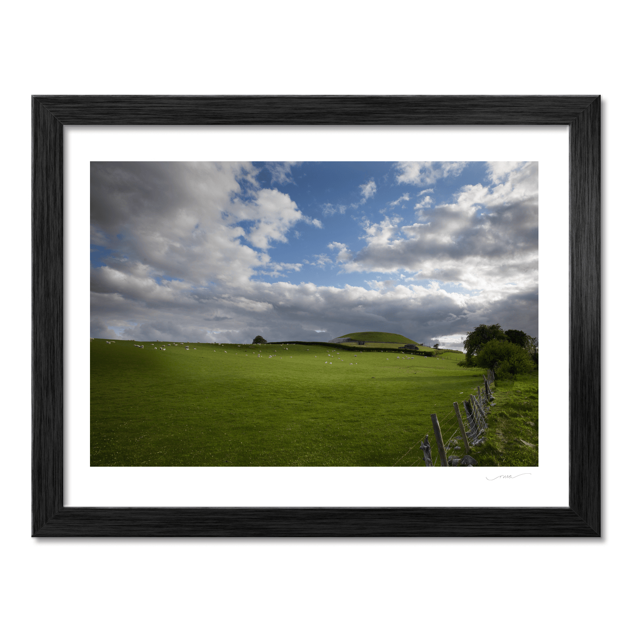 newgrange-passage-tomb-sheep-grazing-summer PM