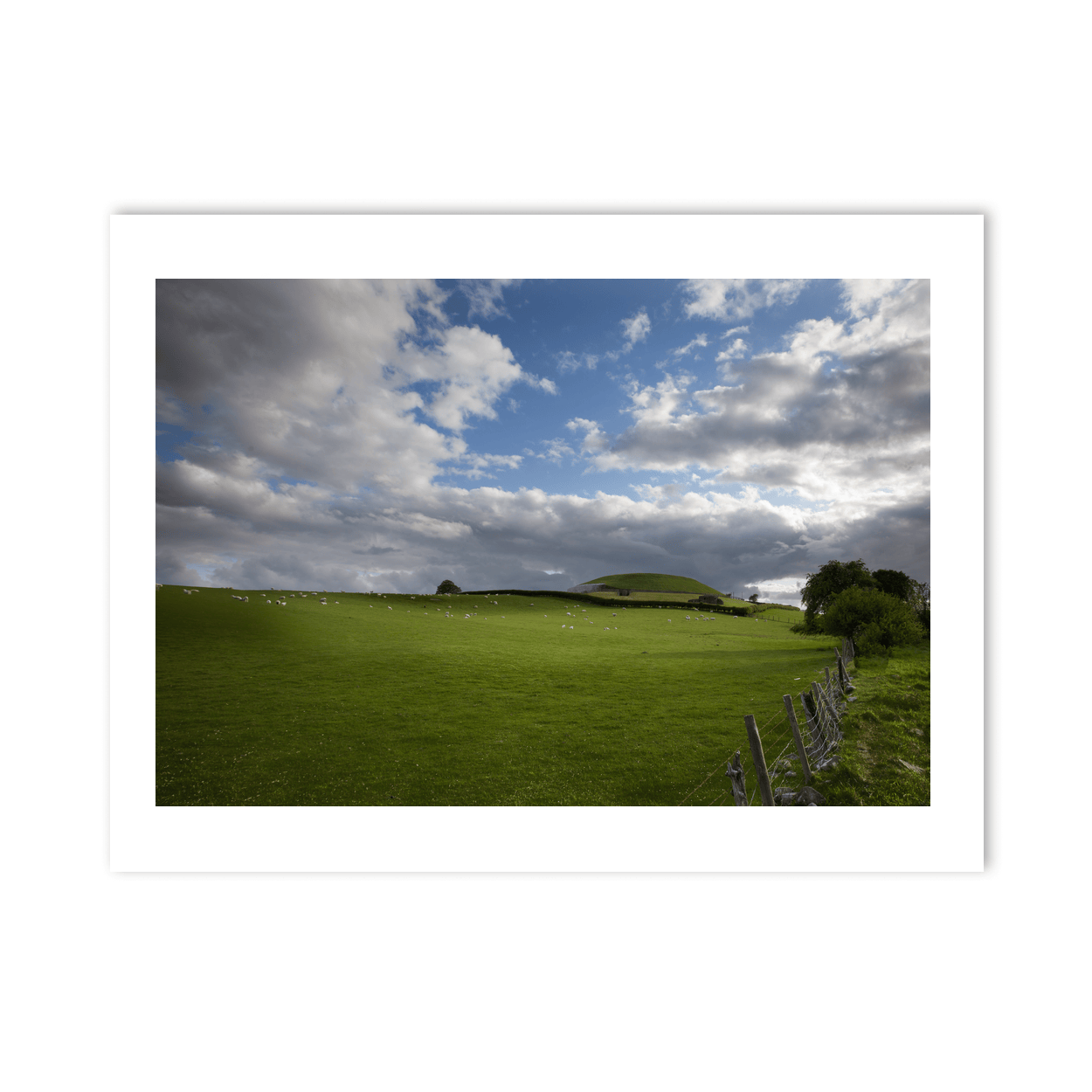 newgrange-passage-tomb-sheep-grazing-summer PM
