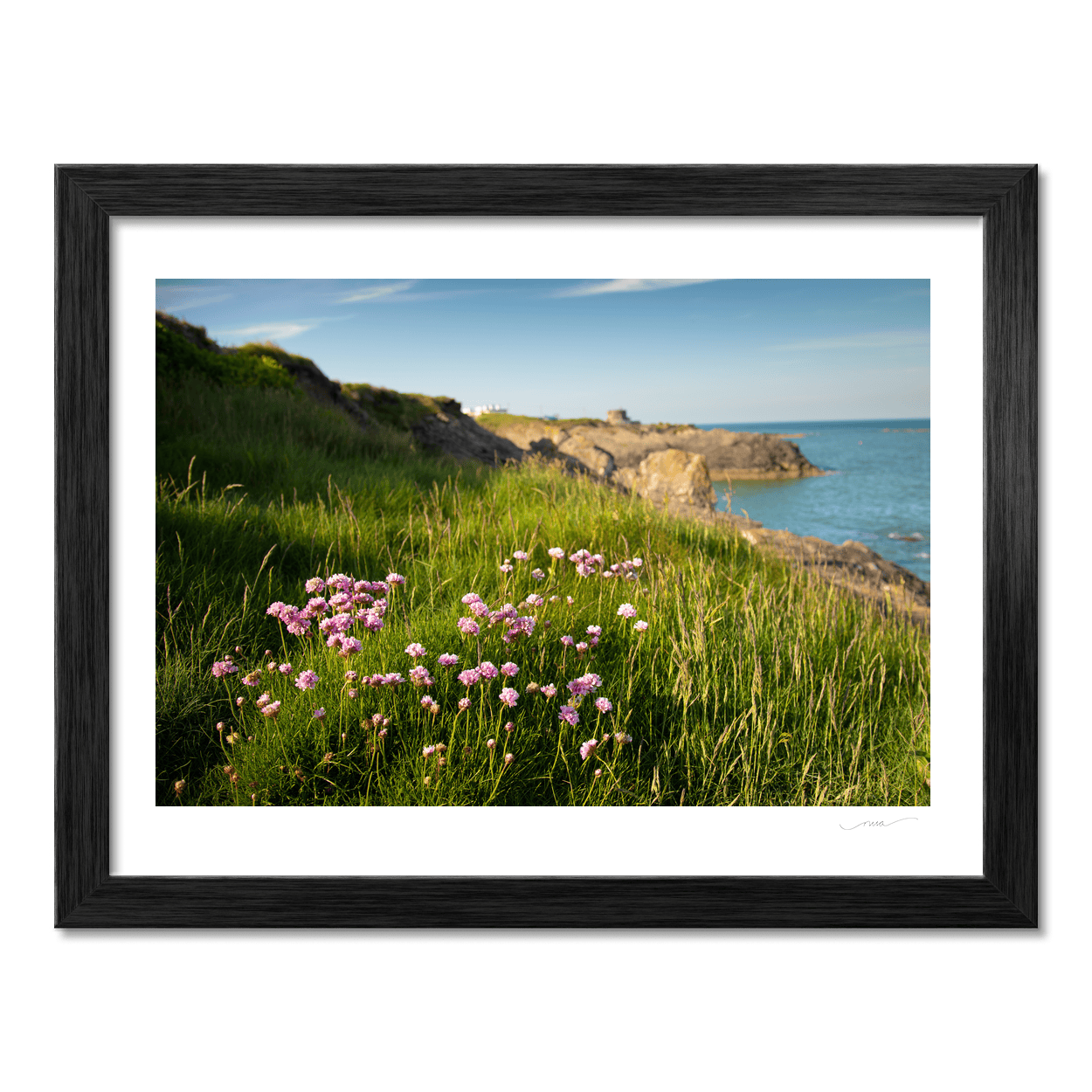 Nua Photography Print Sea Thrift Wildflowers on Portrane Coastal Cliffs, Co. Dublin Sea Thrift Portrane Cliffs Print | Nua Photography