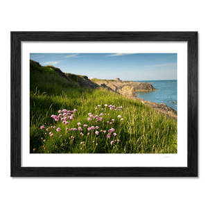 Nua Photography Print Sea Thrift Wildflowers on Portrane Coastal Cliffs, Co. Dublin Sea Thrift Portrane Cliffs Print | Nua Photography