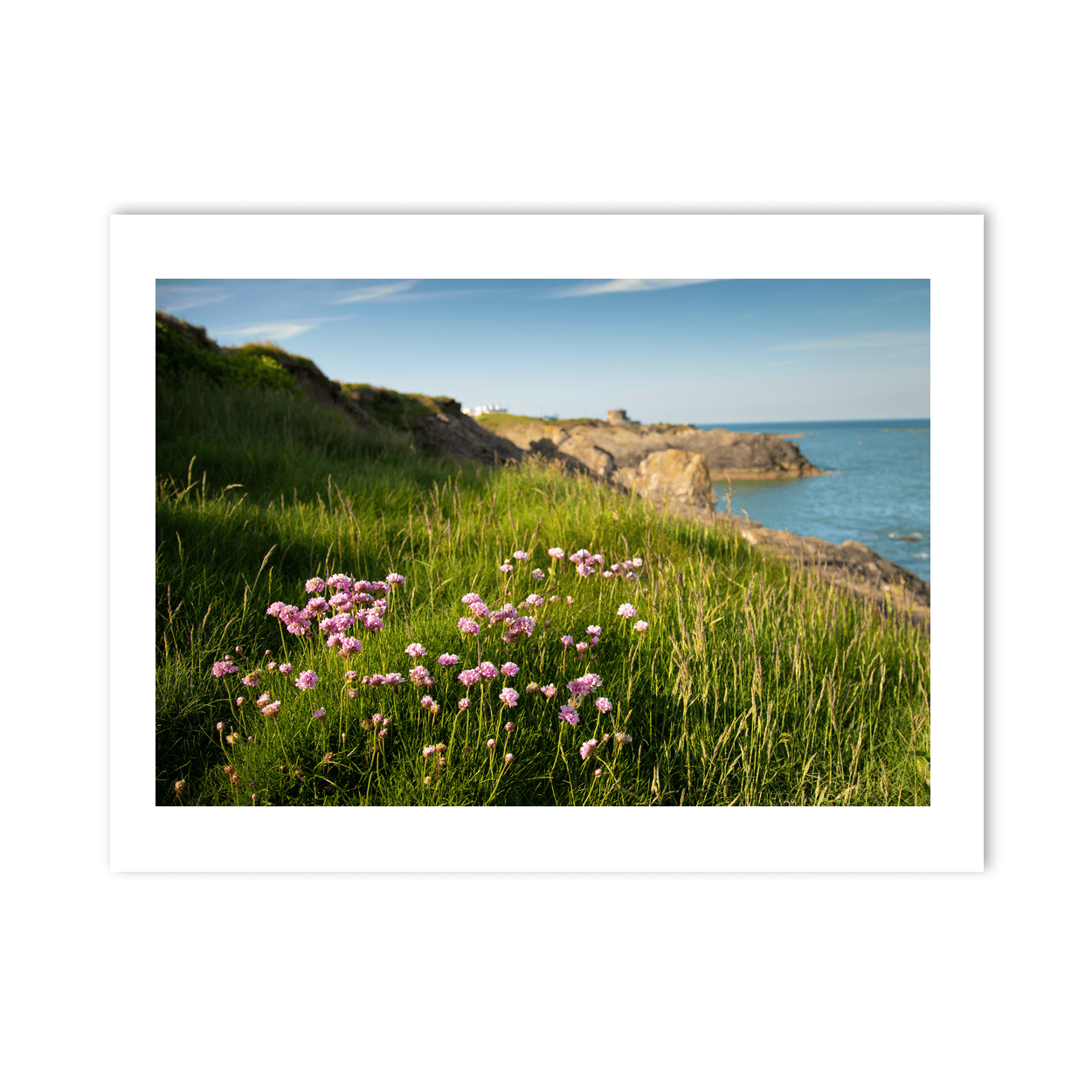 Nua Photography Print Sea Thrift Wildflowers on Portrane Coastal Cliffs, Co. Dublin Sea Thrift Portrane Cliffs Print | Nua Photography