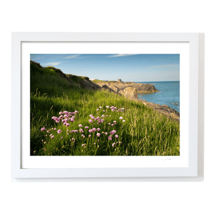 Nua Photography Print Sea Thrift Wildflowers on Portrane Coastal Cliffs, Co. Dublin Sea Thrift Portrane Cliffs Print | Nua Photography