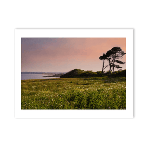 Nua Photography Print Portrane Wildflower Meadow at Sunset, Co. Dublin Portrane Wildflower Meadow Sunset Print | Nua Photography