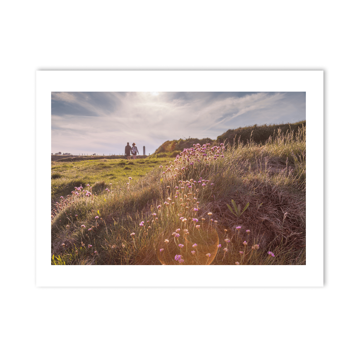 Nua Photography Print Portrane Sea Thrift Wildflowers at Golden Hour, Co. Dublin Portrane Wildflowers Golden Hour Print | Nua Photography