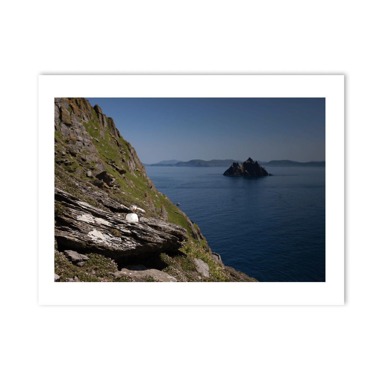 puffin-skellig-michael-little-skellig-view-3 PM