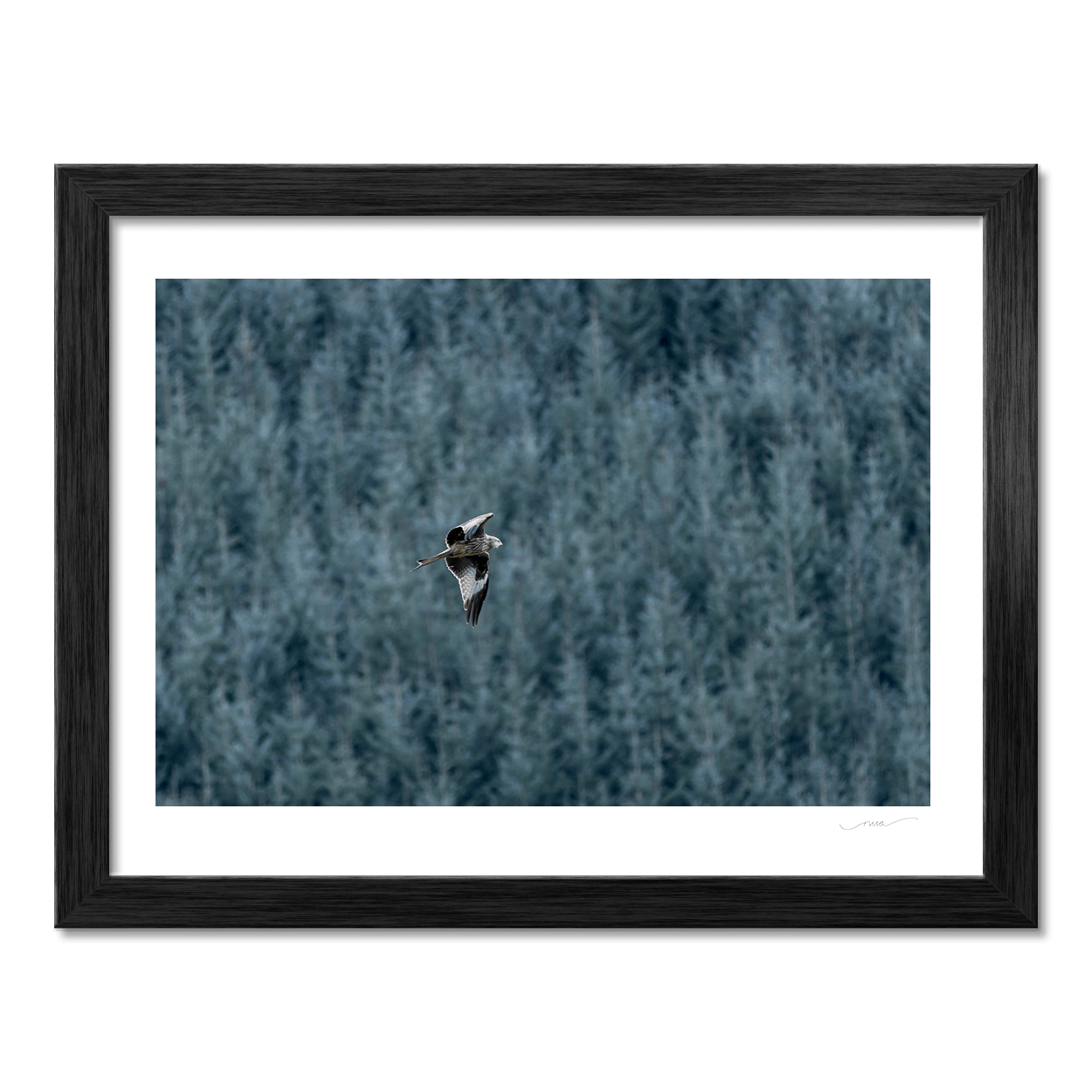 red-kite-flight-wicklow-forest PM