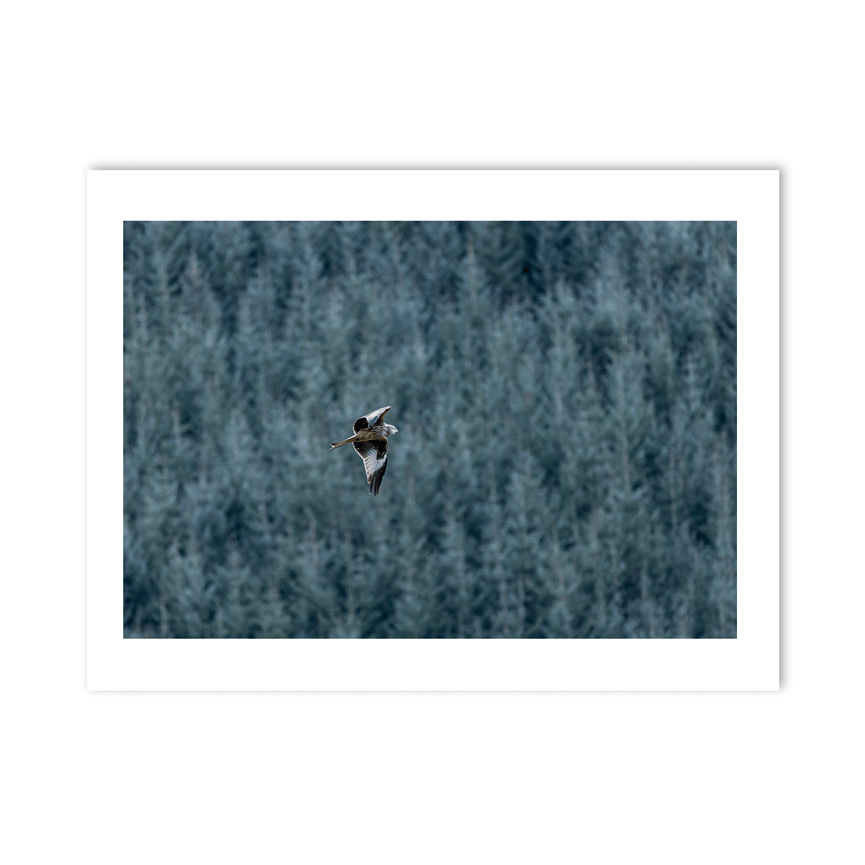 red-kite-flight-wicklow-forest PM