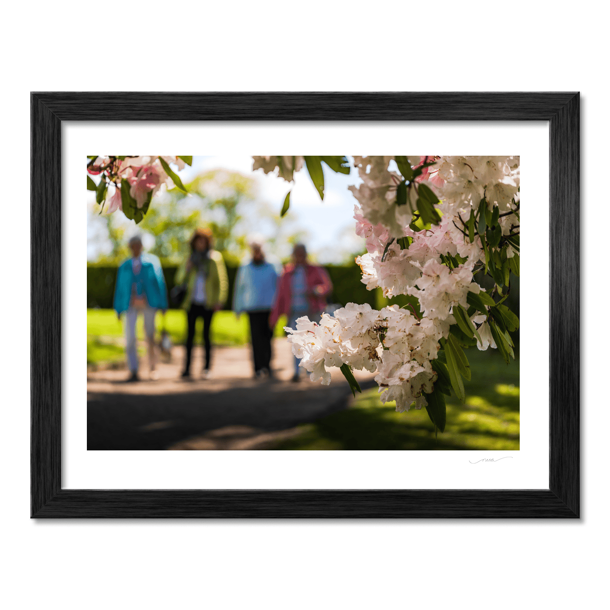 rhododendron-blossoms-spring-garden-walk PM