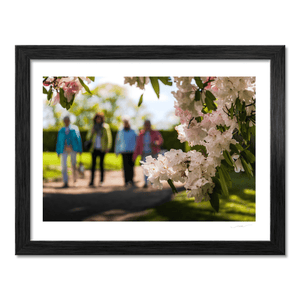 rhododendron-blossoms-spring-garden-walk BF