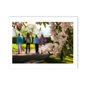 rhododendron-blossoms-spring-garden-walk PM