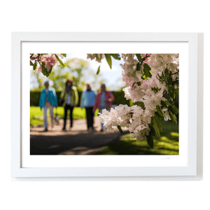 rhododendron-blossoms-spring-garden-walk WF