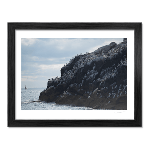 Nua Photography Print Rockabill Lighthouse Seabird Colony, Skerries Co. Dublin Rockabill Seabird Colony Print | Nua Photography