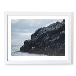 Nua Photography Print Rockabill Lighthouse Seabird Colony, Skerries Co. Dublin Rockabill Seabird Colony Print | Nua Photography