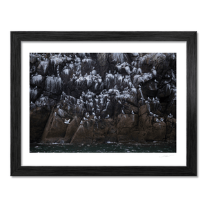Nua Photography Print Rockabill Lighthouse Seabird Colony on Rocky Cliffs, Co. Dublin Rockabill Seabird Colony Cliffs Print | Nua Photography