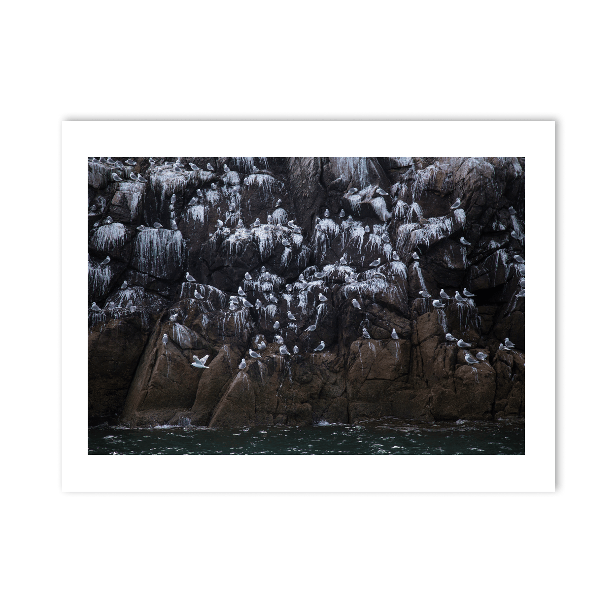 Nua Photography Print Rockabill Lighthouse Seabird Colony on Rocky Cliffs, Co. Dublin Rockabill Seabird Colony Cliffs Print | Nua Photography