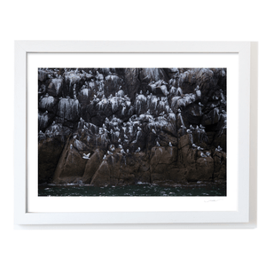 Nua Photography Print Rockabill Lighthouse Seabird Colony on Rocky Cliffs, Co. Dublin Rockabill Seabird Colony Cliffs Print | Nua Photography