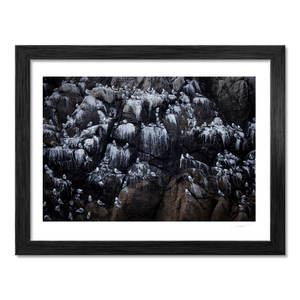 Nua Photography Print Rockabill Lighthouse Seabird Colony on the Cliffs, Co. Dublin Rockabill Seabird Colony Print | Nua Photography