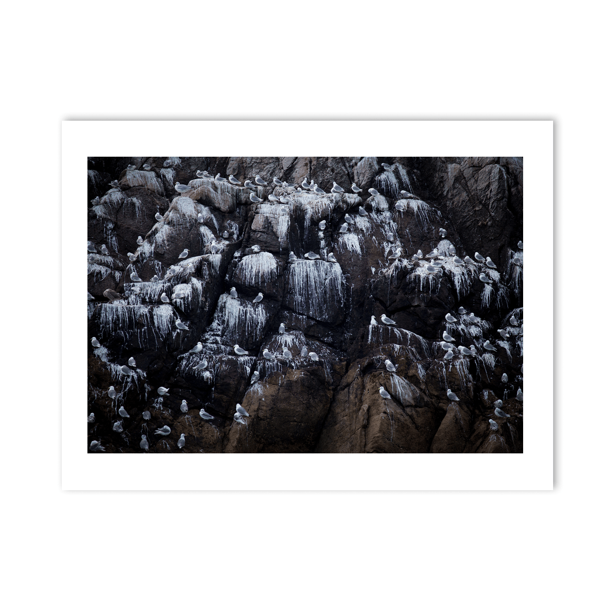Nua Photography Print Rockabill Lighthouse Seabird Colony on the Cliffs, Co. Dublin Rockabill Seabird Colony Print | Nua Photography