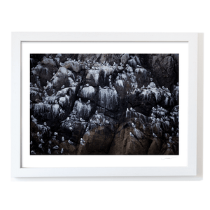 Nua Photography Print Rockabill Lighthouse Seabird Colony on the Cliffs, Co. Dublin Rockabill Seabird Colony Print | Nua Photography