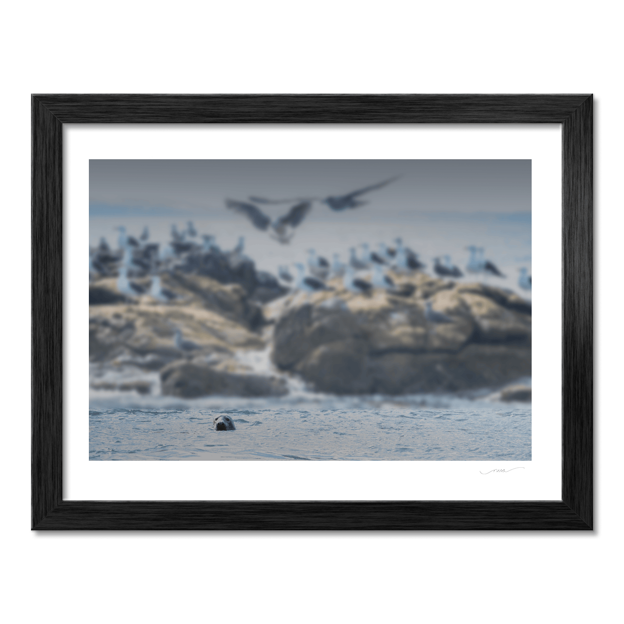 Nua Photography Print Rockabill Lighthouse Seal and Seabirds, Skerries Co. Dublin Rockabill Seal & Seabirds Print | Nua Photography