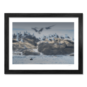 Nua Photography Print Rockabill Lighthouse Seal and Seabirds, Skerries Co. Dublin Rockabill Seal & Seabirds Print | Nua Photography