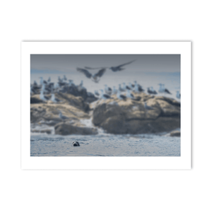 Nua Photography Print Rockabill Lighthouse Seal and Seabirds, Skerries Co. Dublin Rockabill Seal & Seabirds Print | Nua Photography