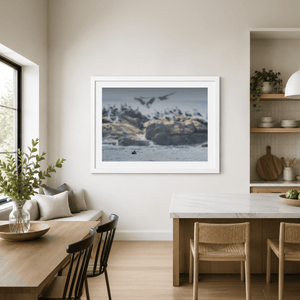 Nua Photography Print Rockabill Lighthouse Seal and Seabirds, Skerries Co. Dublin Rockabill Seal & Seabirds Print | Nua Photography