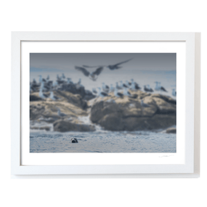 Nua Photography Print Rockabill Lighthouse Seal and Seabirds, Skerries Co. Dublin Rockabill Seal & Seabirds Print | Nua Photography