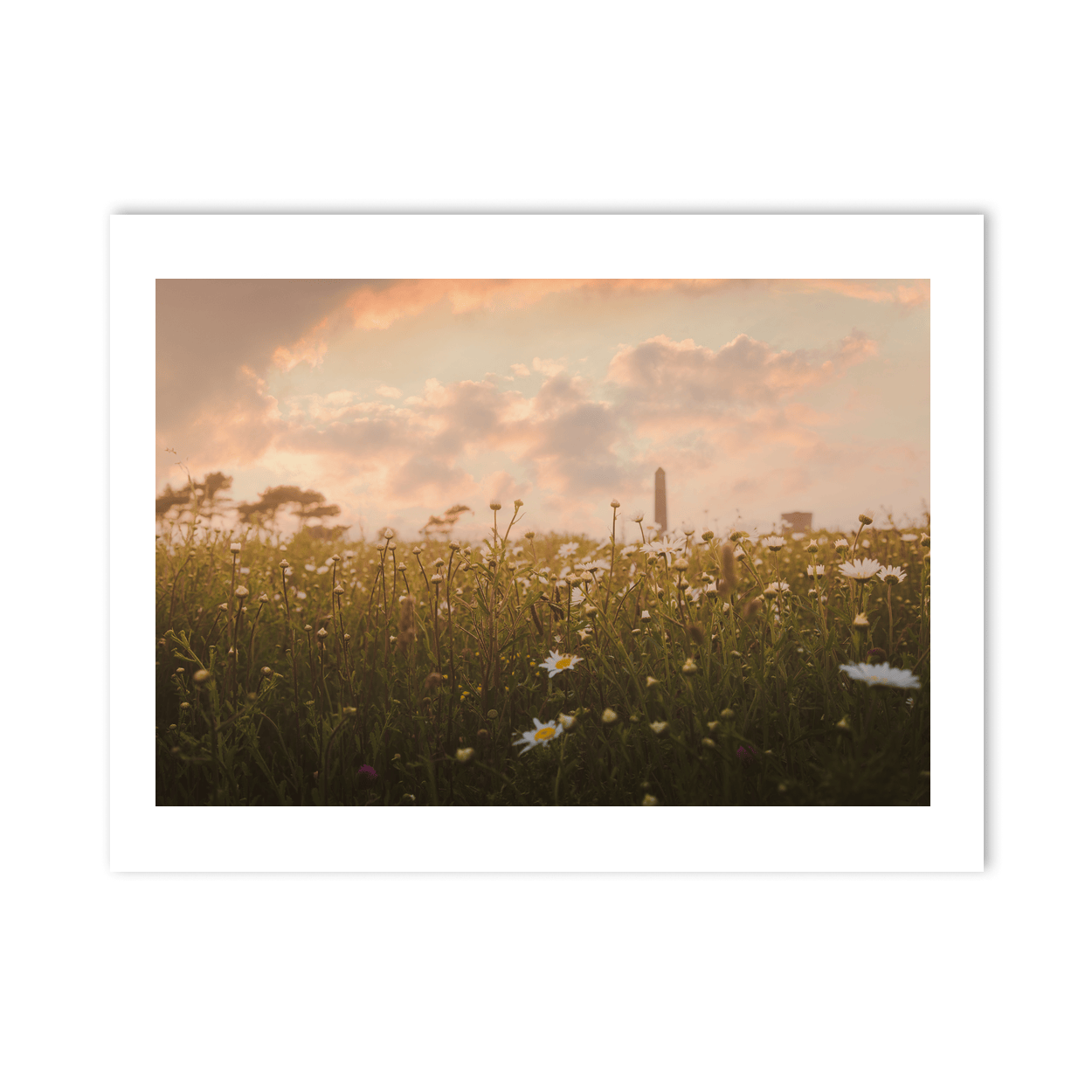 Nua Photography Print Round Tower Through Wildflower Meadow at Sunset, Portrane Co. Dublin Portrane Round Tower Wildflower Meadow Sunset | Nua | Nua