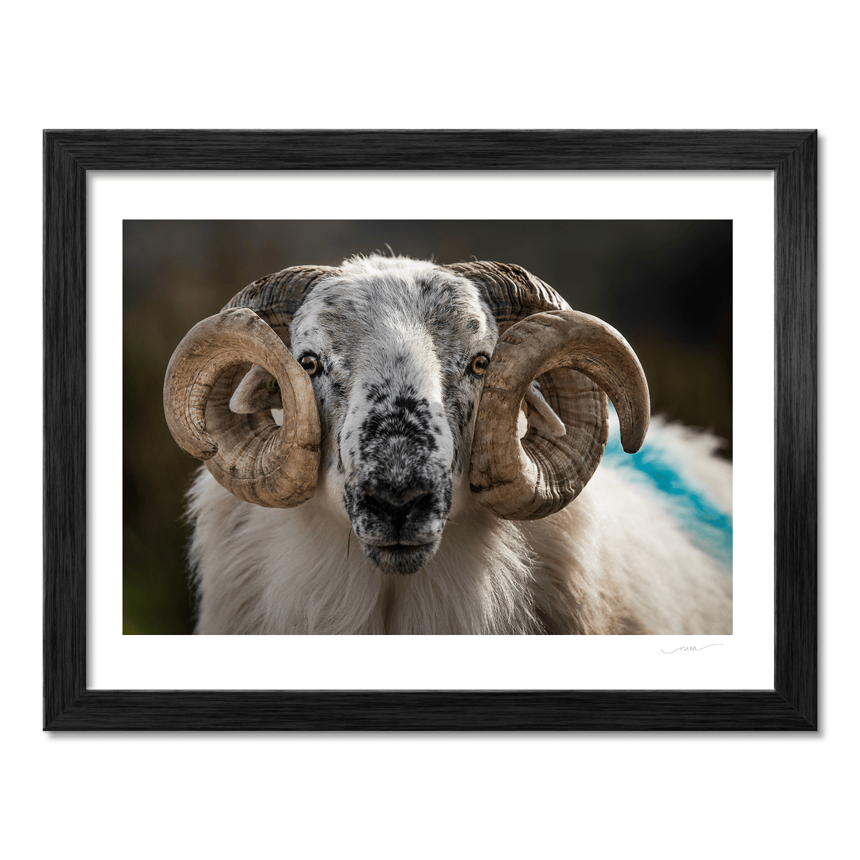 scottish-blackface-ram-portrait-kerry PM