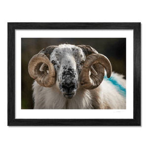 scottish-blackface-ram-portrait-kerry BF